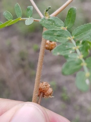 Tribulus micrococcus