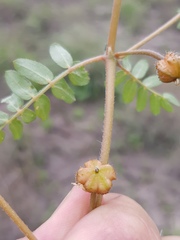 Tribulus micrococcus