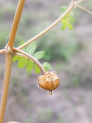 Tribulus micrococcus