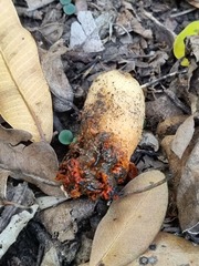 Lysurus corallocephalus