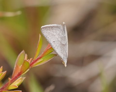 Adeixis inostentata