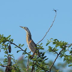 Ixobrychus sturmii