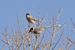 Cyanopica cyanus