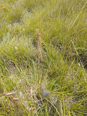 Plantago gaudichaudii