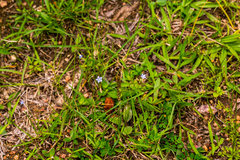 Wahlenbergia krebsii krebsii