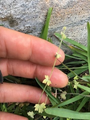 Ranunculus platensis