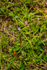 Wahlenbergia krebsii krebsii
