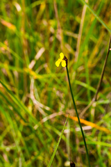 Xyris capensis