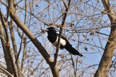 Pica serica