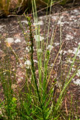 Zaluzianskya elongata