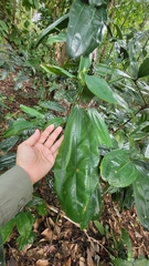 Cinnamomum iners