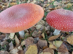 Amanita muscaria