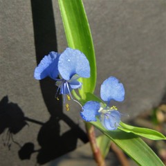 Commelina livingstonii