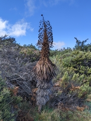 Argyroxiphium grayanum