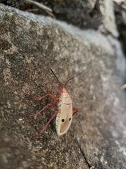 Probergrothius nigricornis