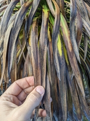 Argyroxiphium grayanum