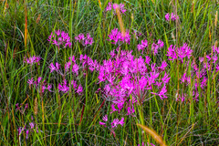 Nerine appendiculata