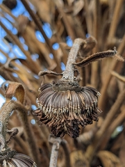 Argyroxiphium grayanum