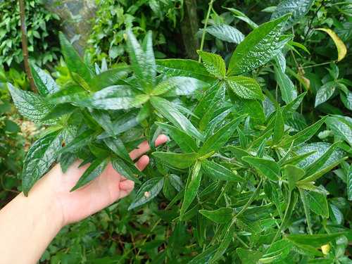 Strobilanthes crispa, photograph 3