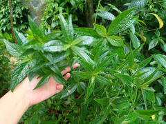 Strobilanthes crispus