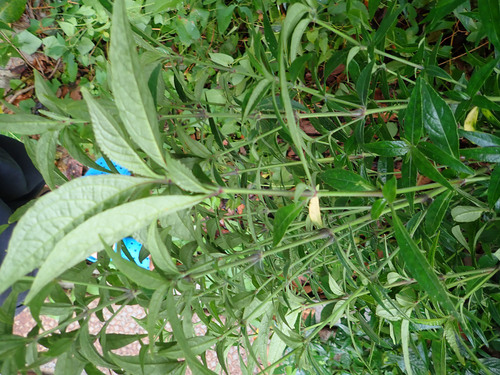 Strobilanthes crispa, photograph 4