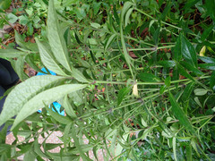 Strobilanthes crispus