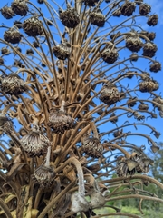 Argyroxiphium grayanum