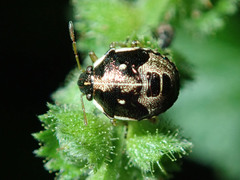 Hemiptera