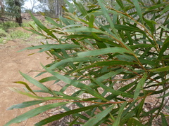 Acacia neriifolia