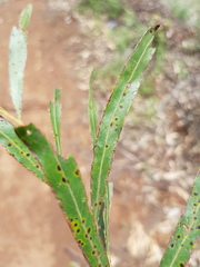 Acacia neriifolia