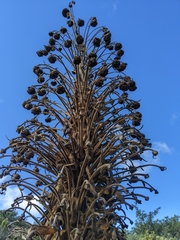 Argyroxiphium grayanum