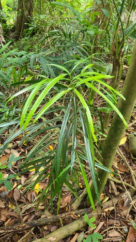 Podocarpus rumphii, photograph 2