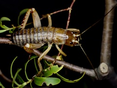 Hemideina ricta