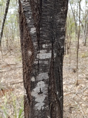 Acacia neriifolia