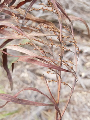 Acacia neriifolia