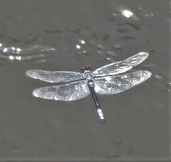 Zygonyx natalensis