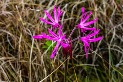 Nerine appendiculata