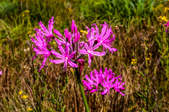 Nerine appendiculata
