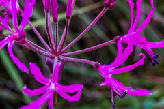 Nerine appendiculata