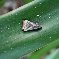 Dactylioglypha tonica