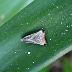 Dactylioglypha tonica