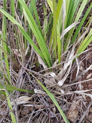 Dianella brevipedunculata