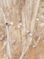 Eucalyptus eugenioides