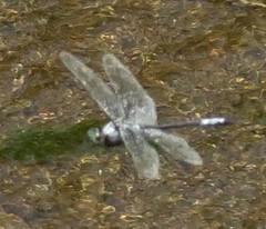 Zygonyx natalensis