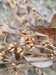 Eucalyptus eugenioides