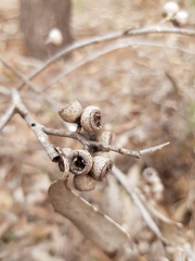 Eucalyptus eugenioides