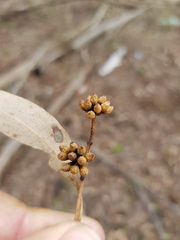Eucalyptus eugenioides