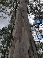 Eucalyptus longirostrata