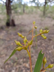 Eucalyptus longirostrata
