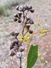 Eucalyptus longirostrata